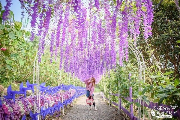 紫色控尖叫！苗栗「噢哈娜咖啡屋」飛天紫色雨傘＋紫藤花隧道，美照連拍