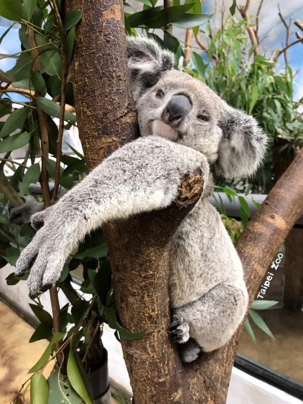 「夜間動物園」來了!台北市立動物園限時7天「夜間開放時段」,加碼這天能領動物繡片