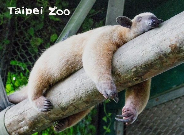 「夜間動物園」來了！台北市立動物園限時7天「夜間開放時段」，加碼這天能領動物繡片