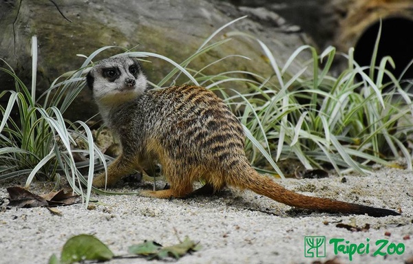 「夜間動物園」來了!台北市立動物園限時7天「夜間開放時段」,加碼這天能領動物繡片