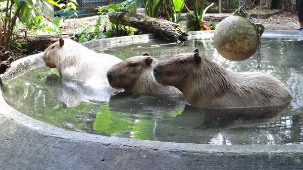 「夜間動物園」來了！台北市立動物園限時7天「夜間開放時段」，加碼這天能領動物繡片
