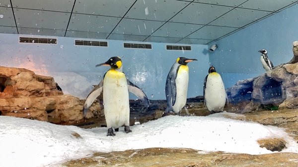 日本人氣水族館「Xpark」8/7正式開幕,海豹、企鵝、企鵝咖啡館,全館亮點帶你搶先看!