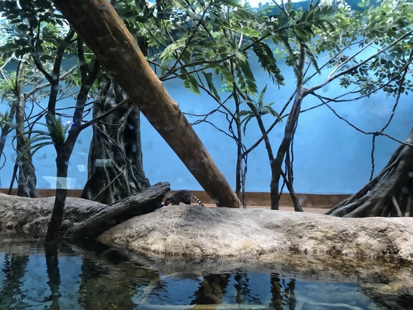 日本人氣水族館「Xpark」8/7正式開幕，海豹、企鵝、企鵝咖啡館，全館亮點帶你搶先看！