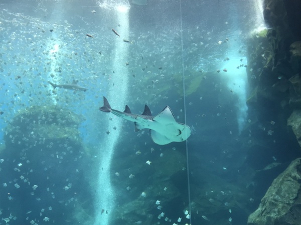 日本人氣水族館「Xpark」8/7正式開幕,海豹、企鵝、企鵝咖啡館,全館亮點帶你搶先看!