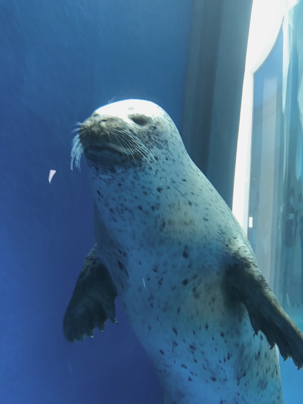 日本人氣水族館「Xpark」8/7正式開幕，海豹、企鵝、企鵝咖啡館，全館亮點帶你搶先看！