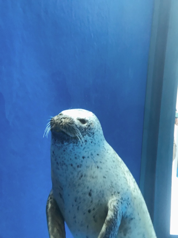 日本人氣水族館「Xpark」8/7正式開幕,海豹、企鵝、企鵝咖啡館,全館亮點帶你搶先看!