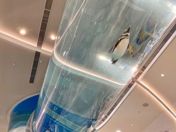 日本人氣水族館「Xpark」8/7正式開幕,海豹、企鵝、企鵝咖啡館,全館亮點帶你搶先看!