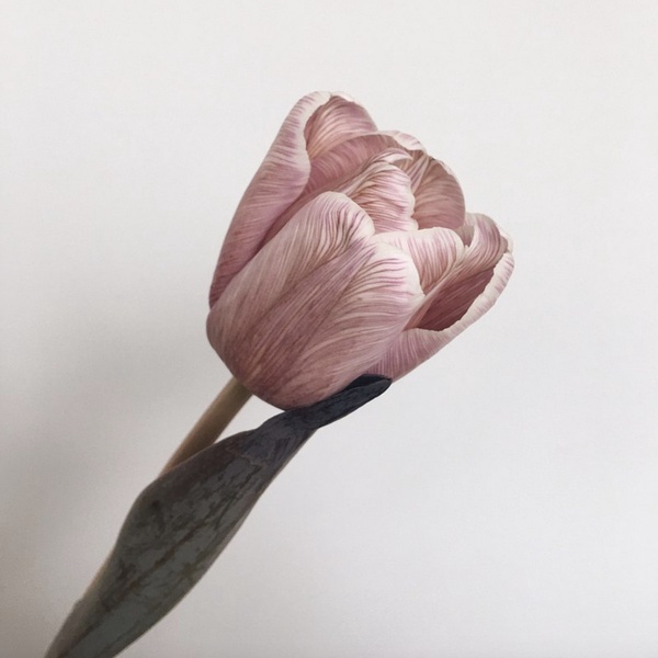 像油畫一樣的「布朗尼鬱金香花束」！加碼4款鬱金香小物，七夕送禮就選這個