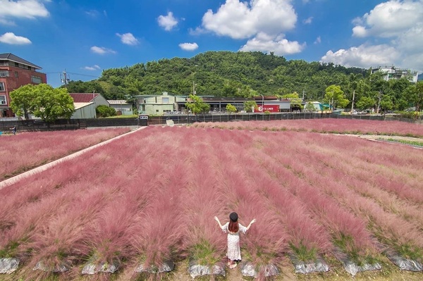 全台首座「粉黛亂子草田」在南投！徜徉浪漫粉紅花海，秋季限定IG必收的隱藏版景點！