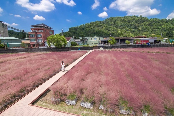 全台首座「粉黛亂子草田」在南投！徜徉浪漫粉紅花海，秋季限定IG必收的隱藏版景點！