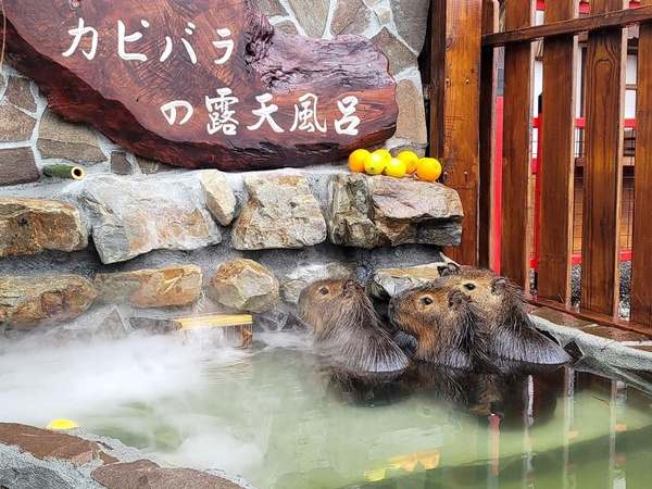 宜蘭新景點「張美阿嬤農場」,快來看呆萌水豚君泡湯!