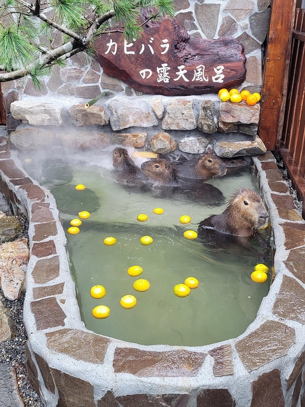宜蘭新景點「張美阿嬤農場」,快來看呆萌水豚君泡湯!