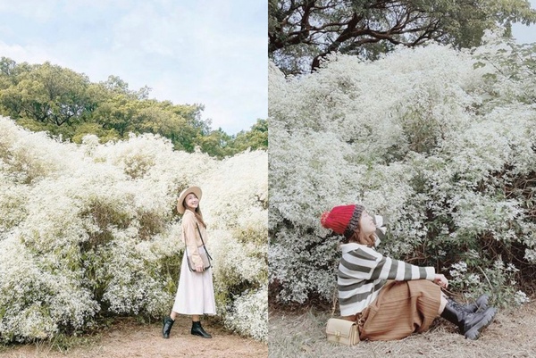 IG必收中部秋冬打卡景點！隱藏版「白雪木」聖誕雪景浪漫盛開，季節限定別錯過