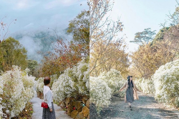 IG必收中部秋冬打卡景點！隱藏版「白雪木」聖誕雪景浪漫盛開，季節限定別錯過