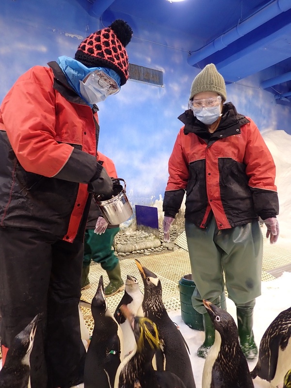 你有餵過企鵝嗎？屏東海生館推出「我與企鵝的0.1毫米」餵食體驗，和呆萌企鵝親密互動