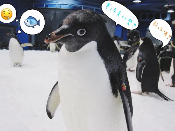 你有餵過企鵝嗎？屏東海生館推出「我與企鵝的0.1毫米」餵食體驗，和呆萌企鵝親密互動