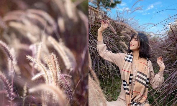 台中花海再+3！一年一度鬱金香季登場，還有粉褐色狼尾草秘境、夢幻洋紅風鈴木大爆發