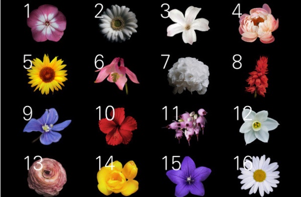 韓網火紅「花語版MBTI」心理測驗！直覺選一朵花，測你的個性&專屬花語