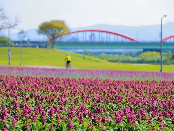 古亭也有「紫爆」花海！（右滑看更多圖片>>）