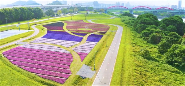 古亭也有「紫爆」花海！（右滑看更多圖片>>）