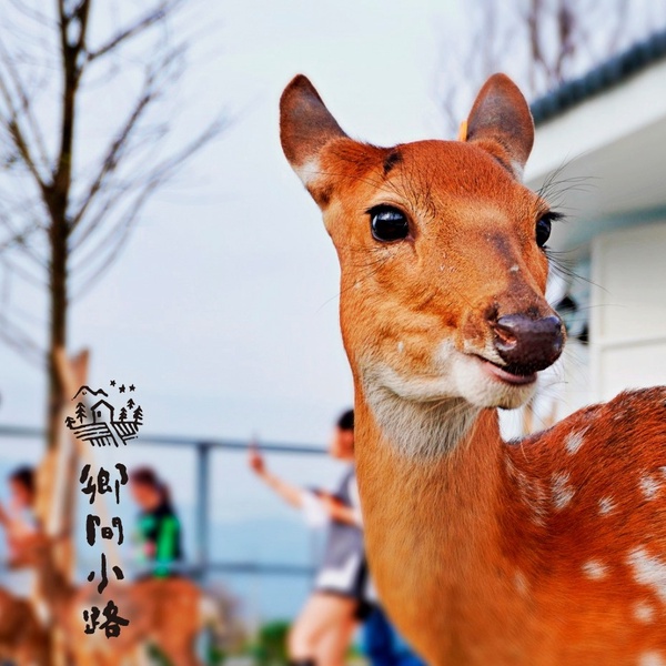宜蘭也有梅花鹿！宜蘭農場新景點「星寶l鄉間小路」，近距離餵食梅花鹿、迷你驢太療癒
