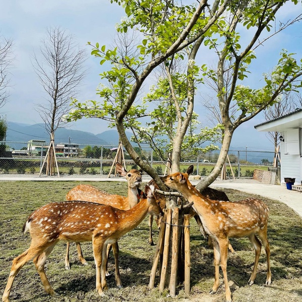 宜蘭也有梅花鹿！宜蘭農場新景點「星寶l鄉間小路」，近距離餵食梅花鹿、迷你驢太療癒