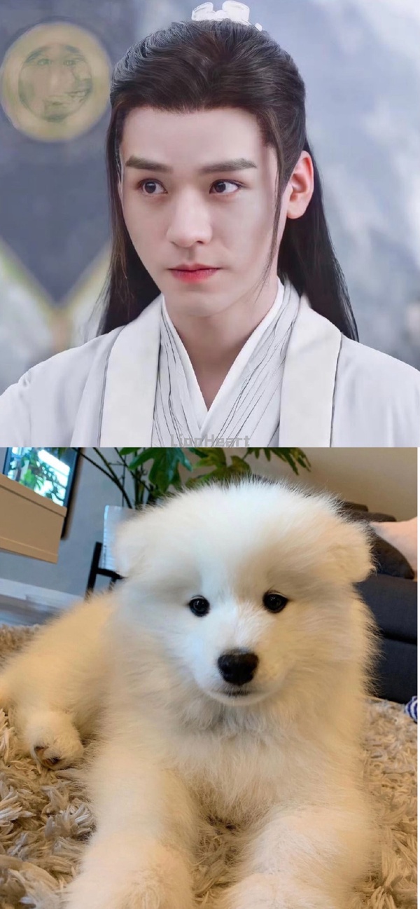 被叫「狗勾」是男星要紅的徵兆？5位爆紅犬系男星，龔俊&張哲瀚萌翻，林更新根本沙雕王