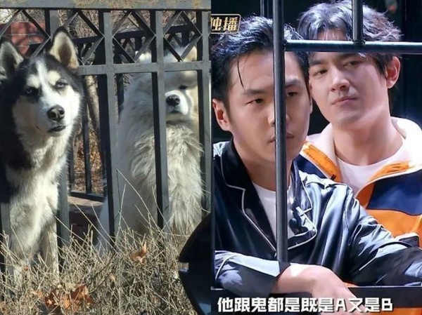 被叫「狗勾」是男星要紅的徵兆？5位爆紅犬系男星，龔俊&張哲瀚萌翻，林更新根本沙雕王