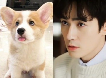 被叫「狗勾」是男星要紅的徵兆？5位爆紅犬系男星，龔俊&張哲瀚萌翻，林更新根本沙雕王