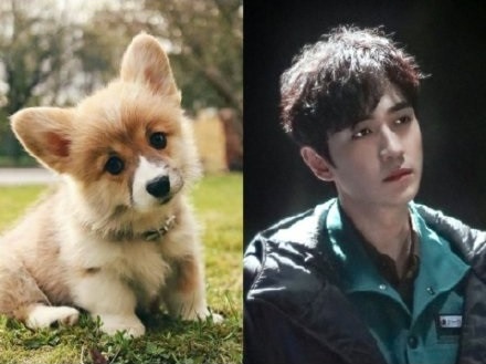 被叫「狗勾」是男星要紅的徵兆？5位爆紅犬系男星，龔俊&張哲瀚萌翻，林更新根本沙雕王