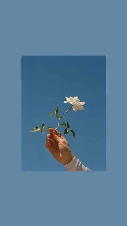 手機也要換春裝！「花草系手機桌布」大集合，浪漫玫瑰、清新小雛菊一次收齊~