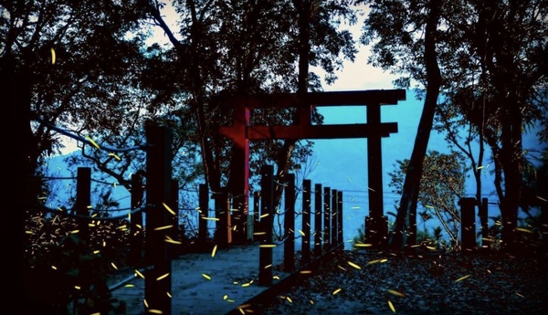 2022賞螢季在高雄！隱身竹林的達卡努瓦神社遺跡，星光璀璨「螢」河超浪漫！
