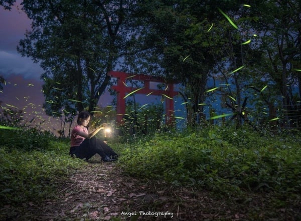 2022賞螢季在高雄！隱身竹林的達卡努瓦神社遺跡，星光璀璨「螢」河超浪漫！