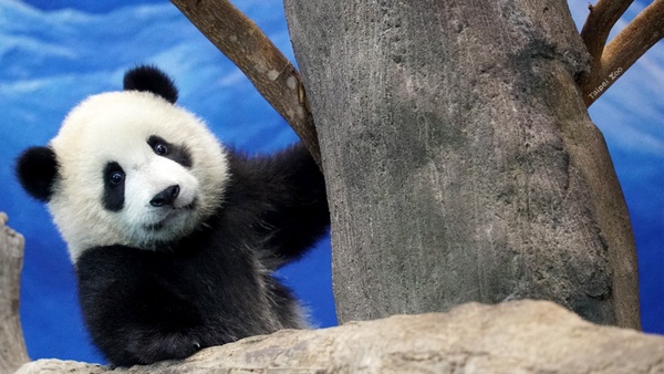 視訊不怕房間亂！IKEA、Taipei Zoo逾百款「視訊會議背景」下載推薦，加碼背景更換教學