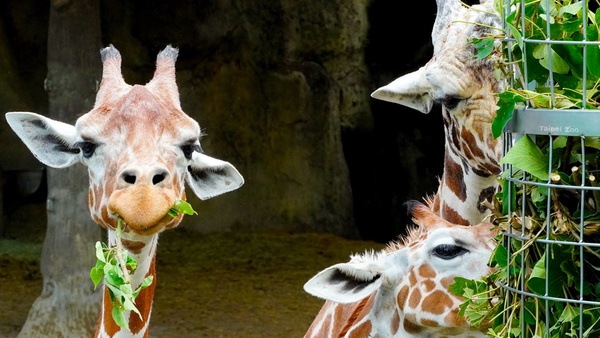 「沒人氣動物園」線上開播！不能逛動物園沒關係，在家也能看無尾熊、長頸鹿吃播