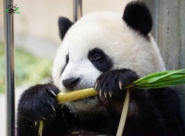 「沒人氣動物園」線上開播！不能逛動物園沒關係，在家也能看無尾熊、長頸鹿吃播