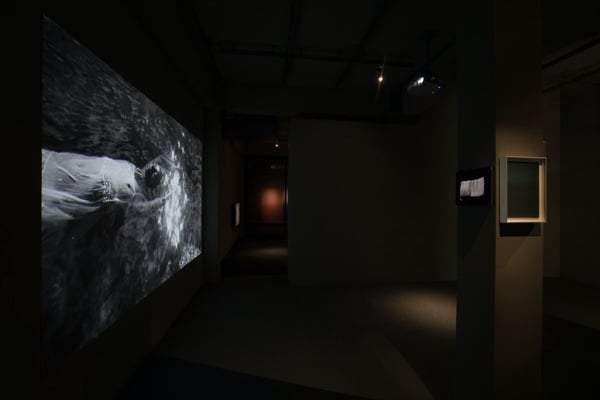 2021下半年「微解封」必逛展覽懶人包，《teamLab》10月開跑、《貓・美術館》線上開展