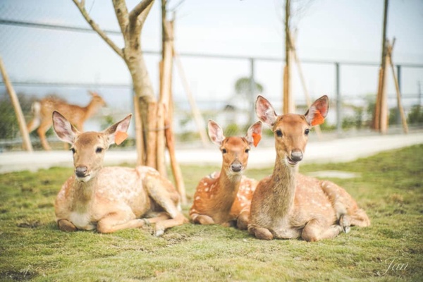 10間「宜蘭動物農場」推薦！近距離接觸斑比、水豚、小驢子，假日就來找動物玩耍吧！