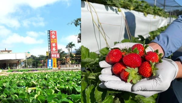 可以採草莓了！苗栗大湖「草莓季」搶先預約，最快11月中就能採