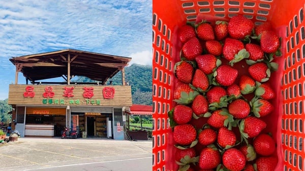 可以採草莓了！苗栗大湖「草莓季」搶先預約，最快11月中就能採