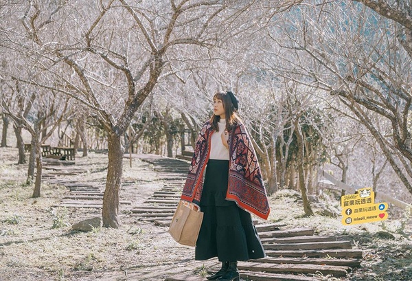 2023梅花季開跑！全台6大賞梅景點推薦，雪花飄落超夢幻，絕美冬景必打卡