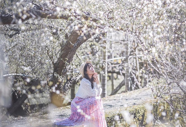 2023梅花季開跑！全台6大賞梅景點推薦，雪花飄落超夢幻，絕美冬景必打卡
