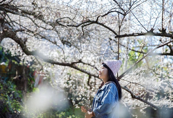 2023梅花季開跑！全台6大賞梅景點推薦，雪花飄落超夢幻，絕美冬景必打卡