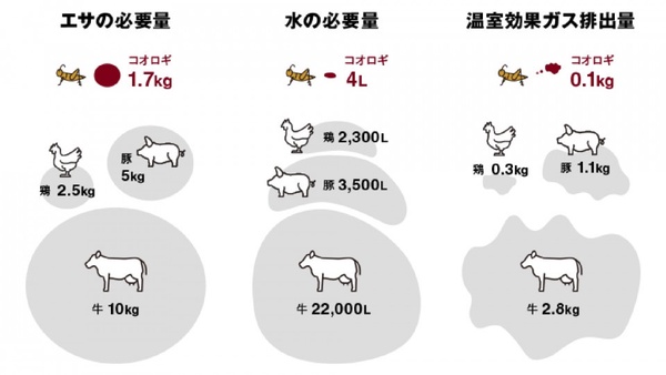 無印良品新推出「蟋蟀巧克力棒」！蛋白質含量高出一般巧克力棒三倍，營養又環保！