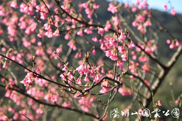 春天賞櫻去！2022「全台10大賞櫻景點」推薦，這裡搭捷運就能抵達！