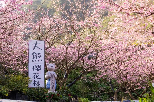 春天賞櫻去！2022「全台10大賞櫻景點」推薦，這裡搭捷運就能抵達！