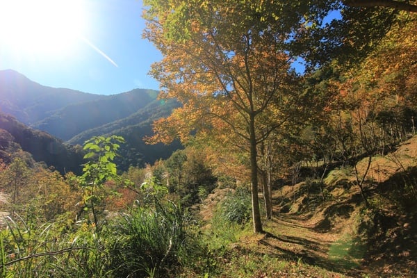 2022全台賞楓景點推薦:桃園 拉拉山