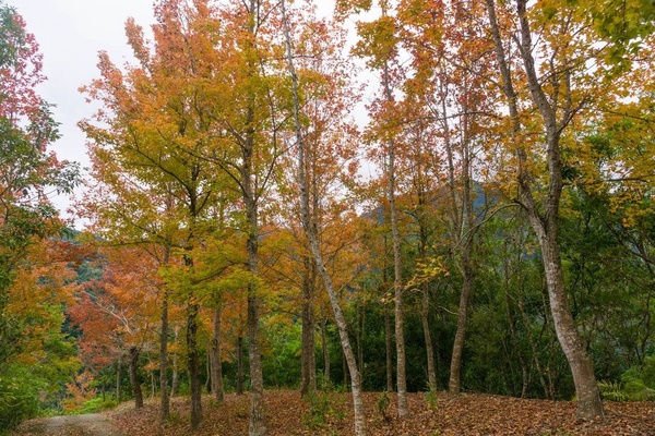 2022全台賞楓景點推薦:台東 紅葉村