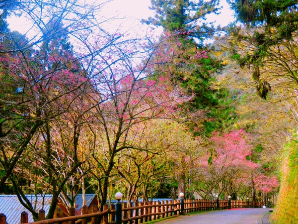 2023櫻花季！全台賞櫻景點推薦：阿里山櫻花季推限定鐵道、九族原民風櫻花季有趣又好拍