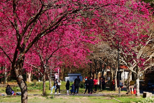 2023櫻花季！全台賞櫻景點推薦：阿里山櫻花季推限定鐵道、九族原民風櫻花季有趣又好拍